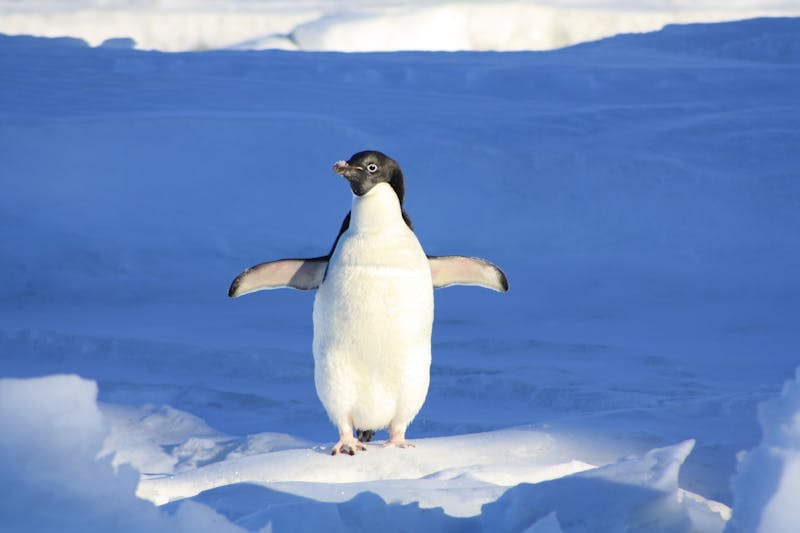 Palmer Penguins Dataset