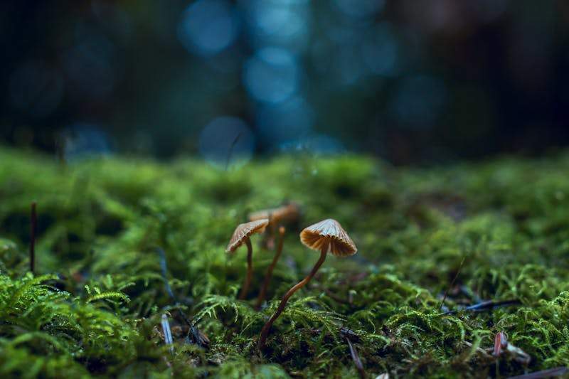 Mushroom Dataset